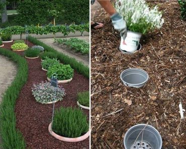 Build You Dream-Garden With These Easy Tips