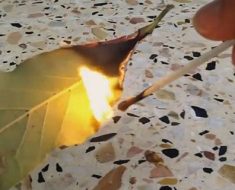 The Reason Why You Should Burn a Bay Leaf in Your Home is Just UNBELIEVABLE!!!