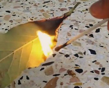 The Reason Why You Should Burn a Bay Leaf in Your Home is Just UNBELIEVABLE!!!