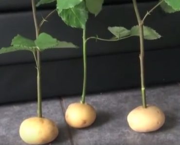 How To Grow Rose Cuttings In Potatoes