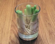 Veggies You Can Re-Grow Over And Over Again